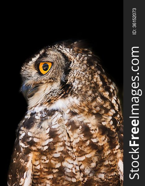 A close up of a Spotted Eagle-Owl ( Bubo africanus ) isolated and against a black background photographed at Radical Raptors sanctuary in South Africa.