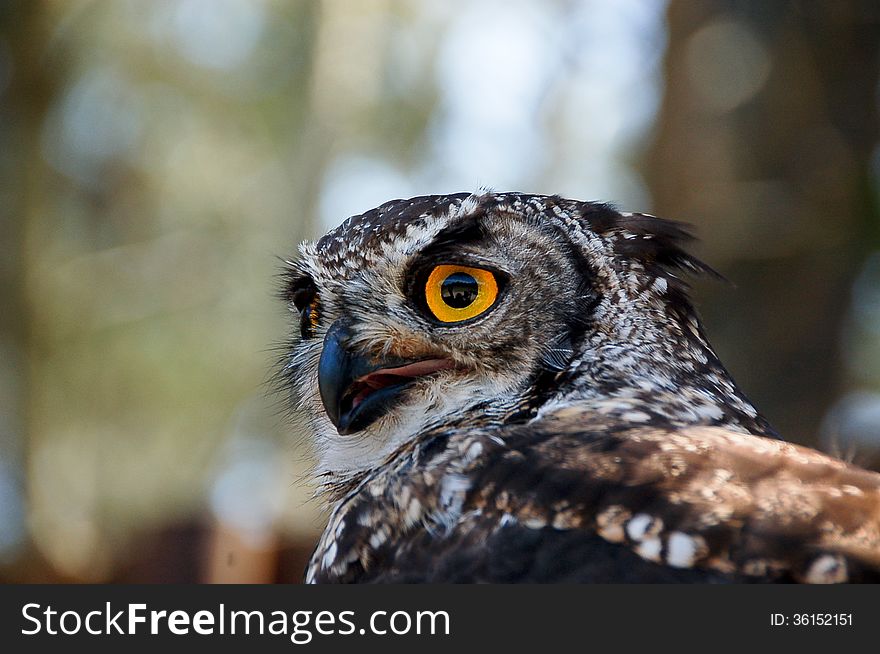 Spotted Eagle Owl raptor