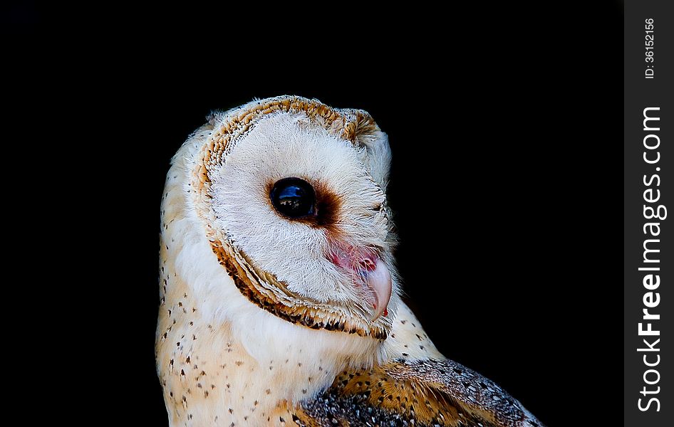 A close up of a pale Barn Owl ( Tyto alba ) isolated and photographed against a black background in South Africa. A close up of a pale Barn Owl ( Tyto alba ) isolated and photographed against a black background in South Africa.