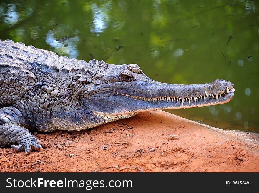 Close up of Gavial in Thailand