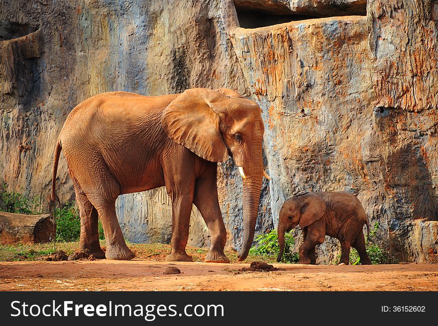Mother Elephant with baby Elephant