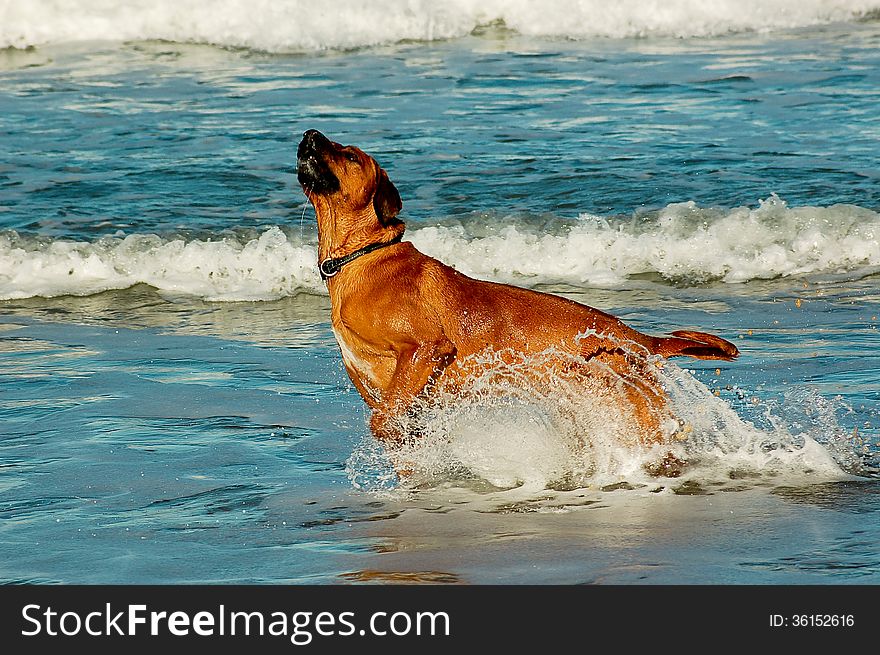 A Rhodesian Ridgeback breed dog bursts out of seawater on a beach in South Africa. A Rhodesian Ridgeback breed dog bursts out of seawater on a beach in South Africa.