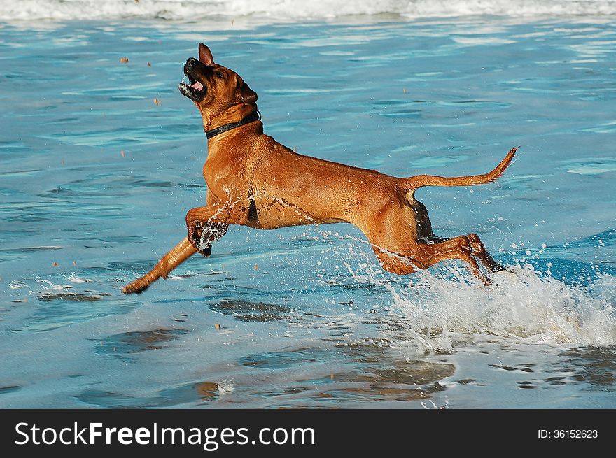 Rhodesian Ridgeback on beach