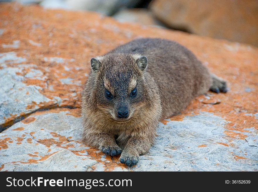 A rock rabbit also known as a dassie or Rock Hyrax ( Procavia capensis ) rests on a rock at Storms River Mouth in South Africa. A rock rabbit also known as a dassie or Rock Hyrax ( Procavia capensis ) rests on a rock at Storms River Mouth in South Africa.