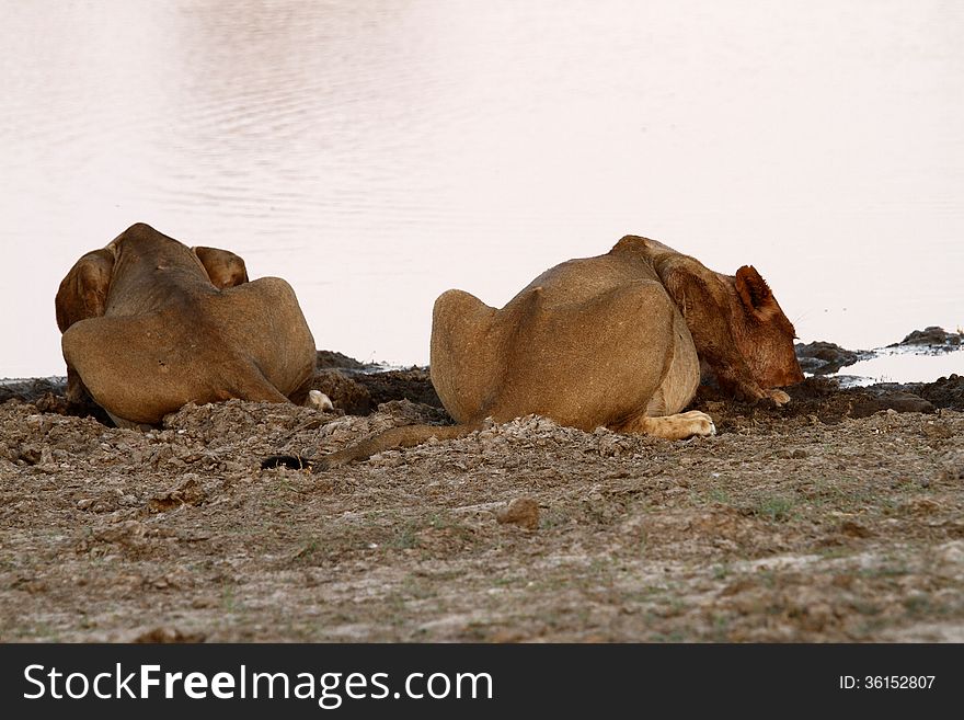 Sunrise, lions drinking after a kill in Savuti, Botswana. Sunrise, lions drinking after a kill in Savuti, Botswana