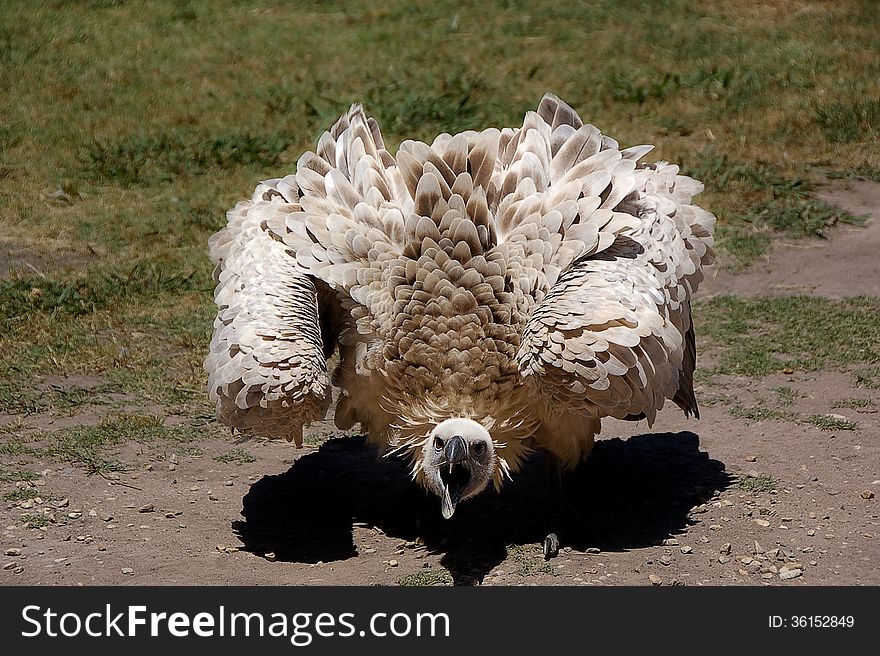 A juvenile Cape Vulture or griffon ( Gyps coprotheres ) hisses and shivers its wings for food.