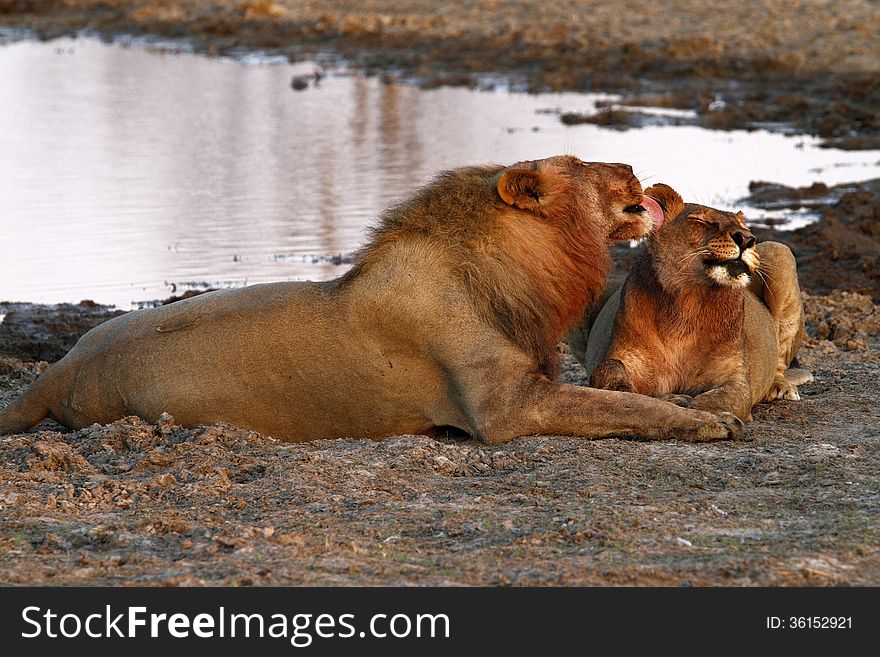 Big Cats do a lot of social grooming when relaxing after eating. Big Cats do a lot of social grooming when relaxing after eating