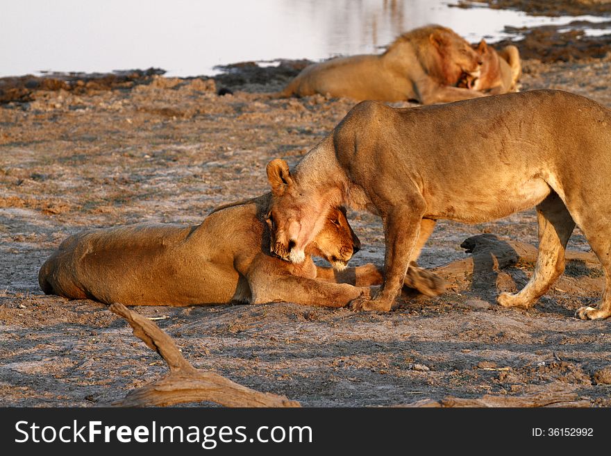 African Pride of Lions Down Time