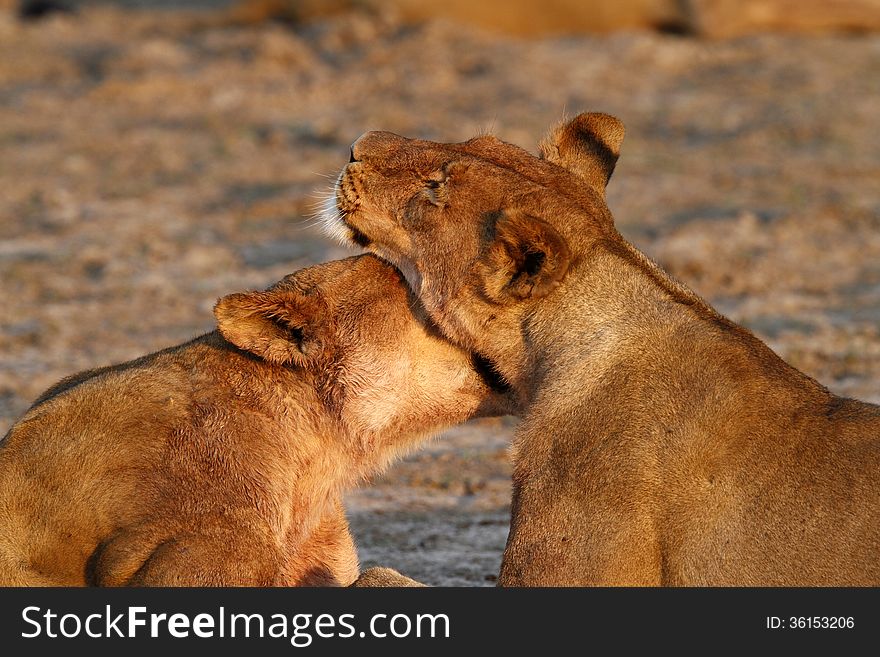 Lionesses At Sunrise