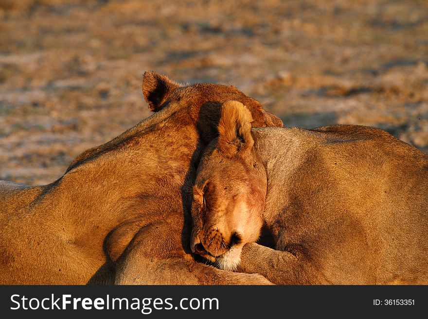 Lions can be very aggressive, but with their own family they are big pussycats. Lions can be very aggressive, but with their own family they are big pussycats.