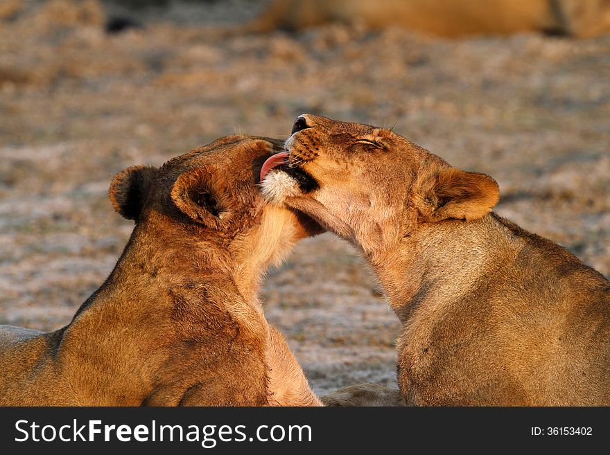 Lions in the process of cleaning each other. A very important part of life in Africa, the survival of the fittest. Lions in the process of cleaning each other. A very important part of life in Africa, the survival of the fittest.