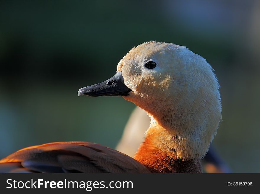 Ruddy Shelduck &#x28;Tadorna ferruginea&#x29;.