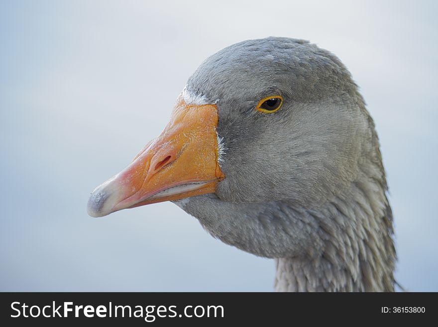 Gray Goose close-up portrait. Gray Goose close-up portrait.