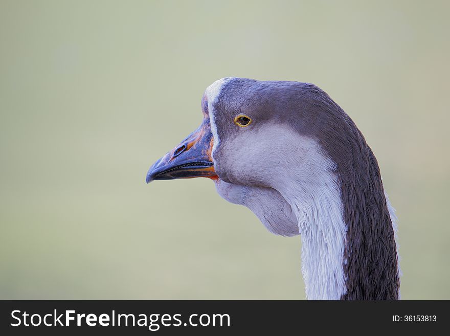 Portrait Of A Goose.