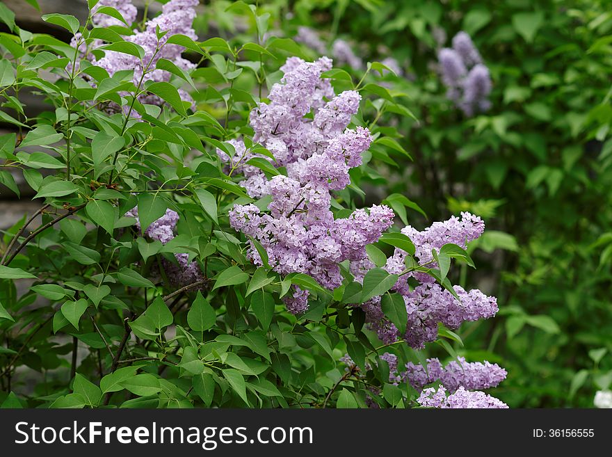 Delicate pink lilac flowers on the green bushes