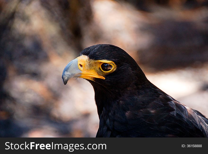 A Black Eagle or Verreaux's Eagle ( Aquila verreauxii ) close up and isolated. A Black Eagle or Verreaux's Eagle ( Aquila verreauxii ) close up and isolated.