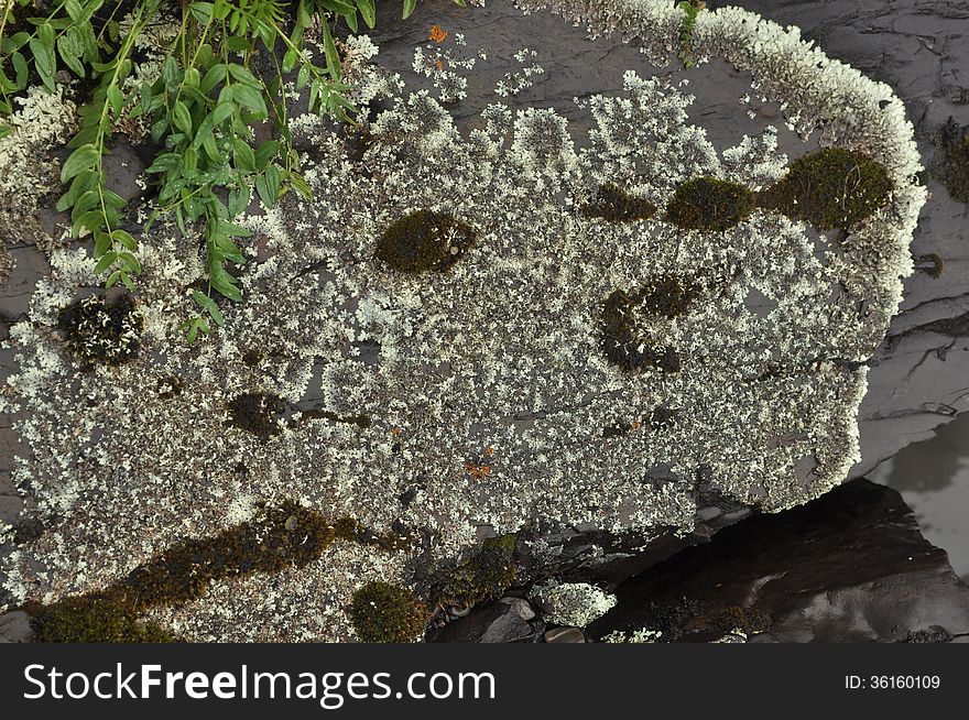 Saxifrage. Sparse Vegetation Of Yakutia.