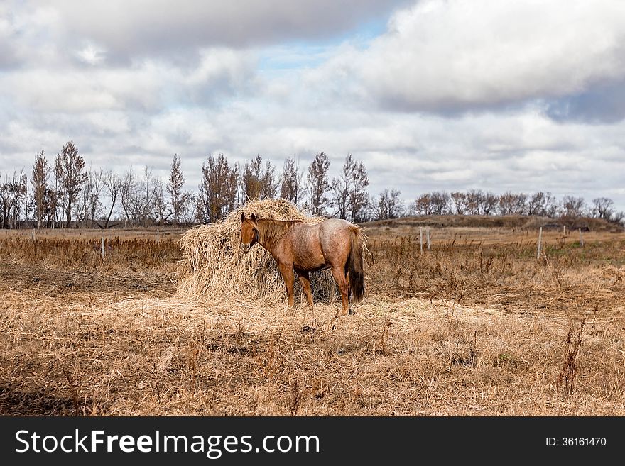 Horse eating hay