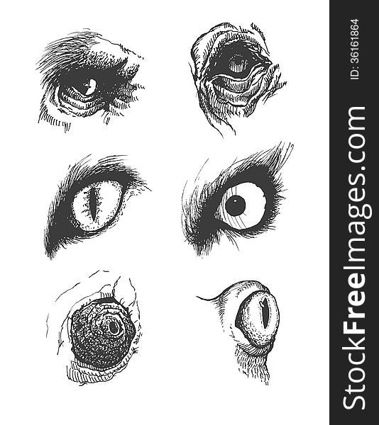 Set of realistic vector animal eyes. Hand drawn. Eps8. Set of realistic vector animal eyes. Hand drawn. Eps8