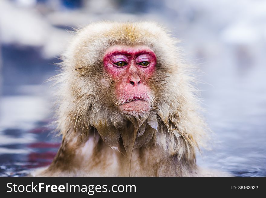 Macaques bath in hot springs in Nagano, Japan. Macaques bath in hot springs in Nagano, Japan.