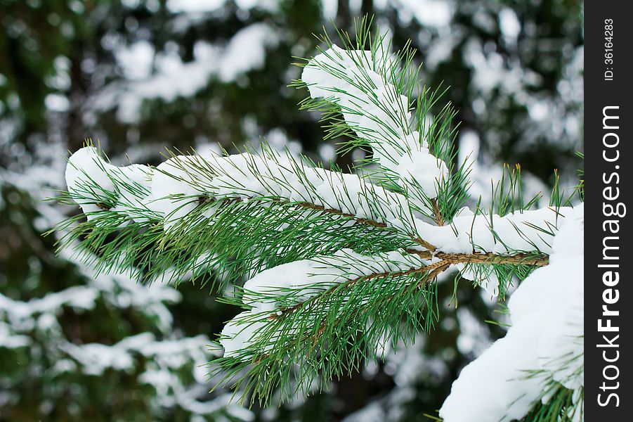 Pine branch with green long needles, covered with white snow, on the background of trees. Pine branch with green long needles, covered with white snow, on the background of trees.