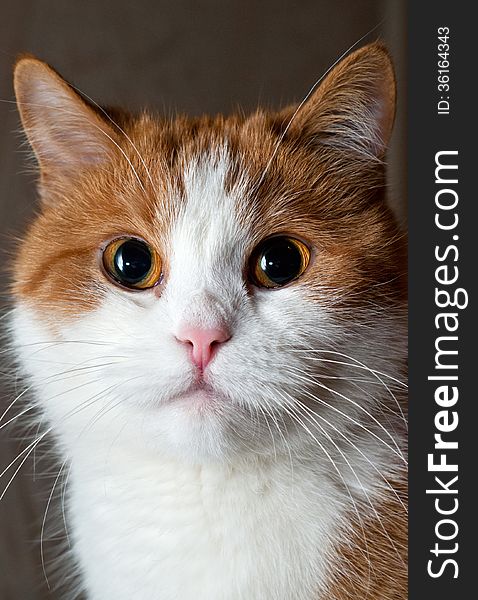 Portrait of a young red cat, Ukraine