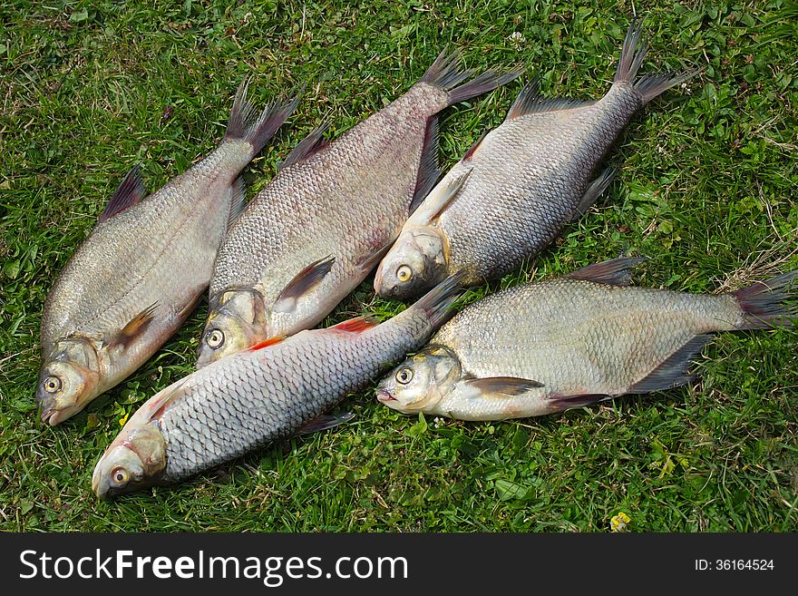 A few small fish caught in the river, lying on the Bank on the green grass. A few small fish caught in the river, lying on the Bank on the green grass.