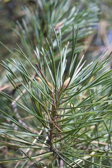 Pine Branch Top With Green Needles Stock Photos