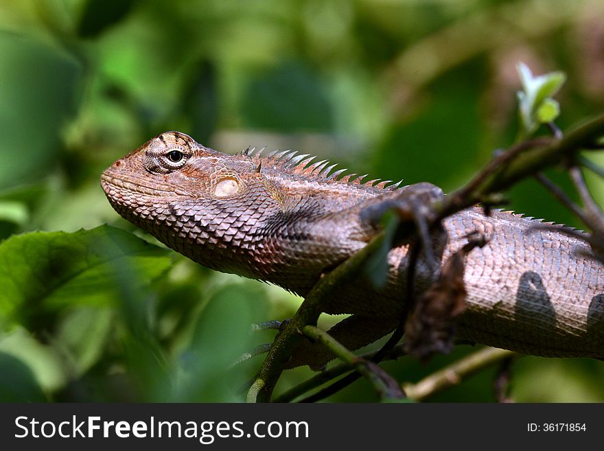 A chameleon alert for insect