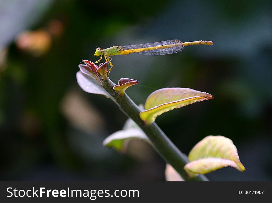 Small grasshopper sitting on a tree