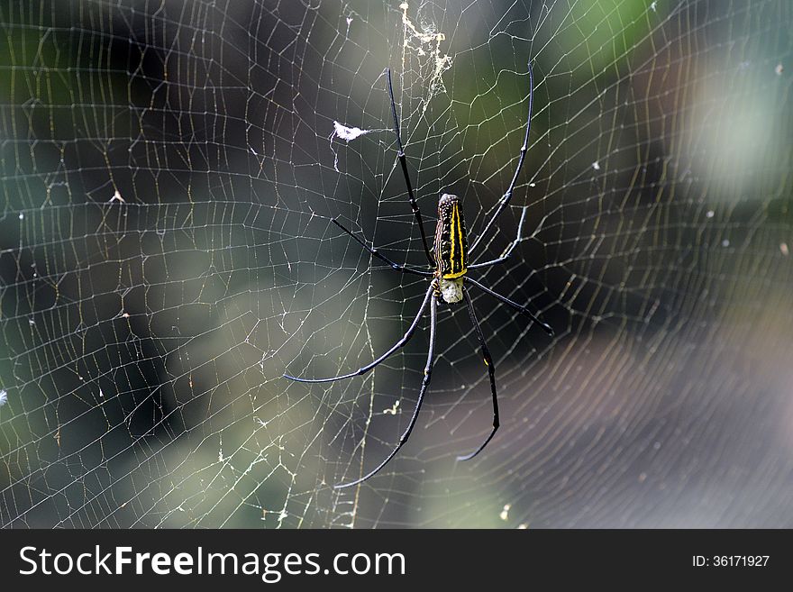 A spider in the garden