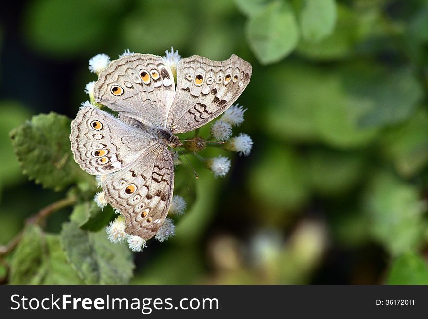 Butterfly on a flower in the garden