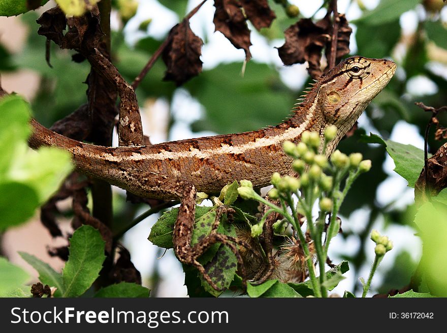 A chameleon alert for insect