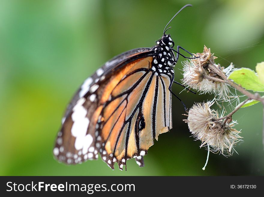 Butterfly on a flower in the garden