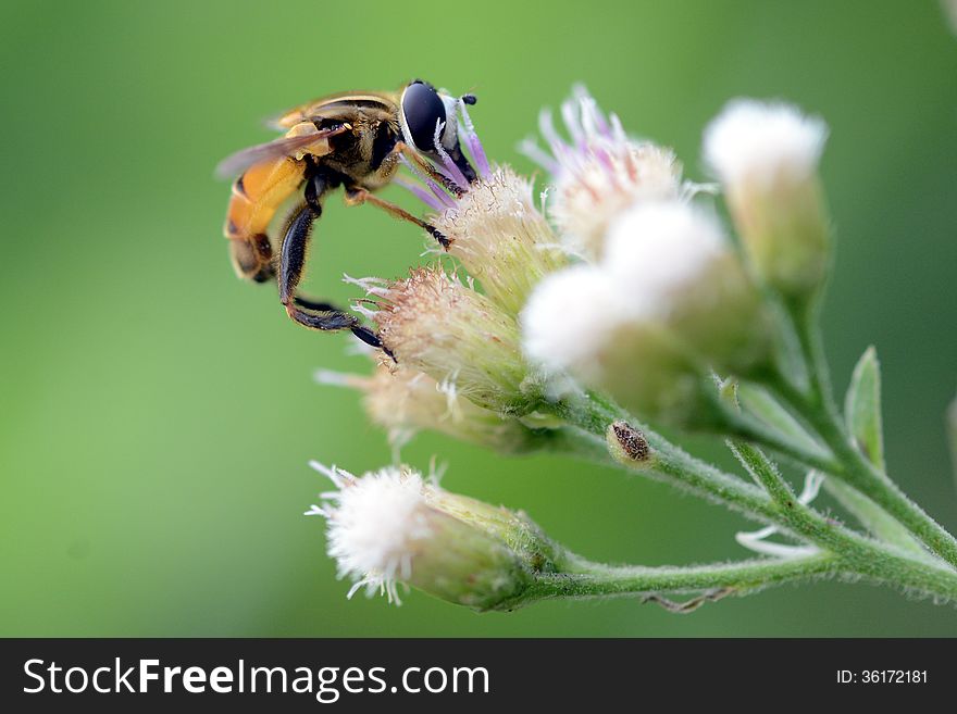 A flying insect on the flower