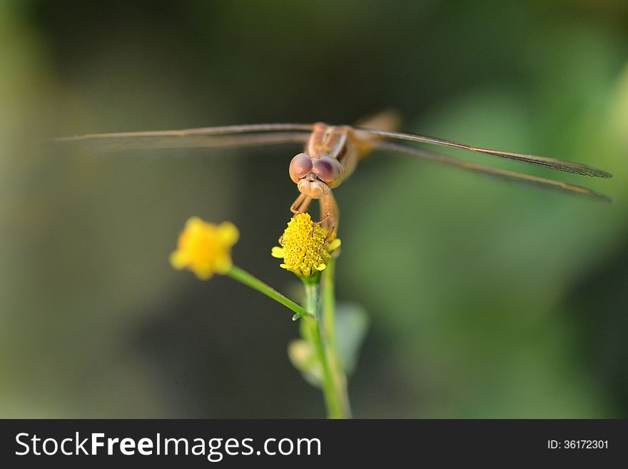 Small grasshopper sitting on a flower