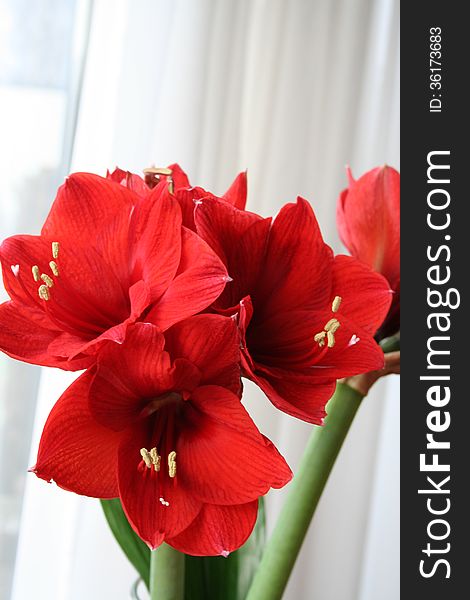 Christmas flower - red Amaryllis in blossom