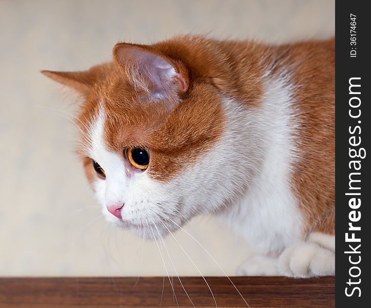 Portrait of a young red cat, Ukraine