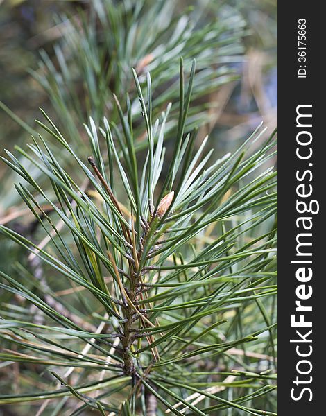 Closeup on pine branch top with green needles