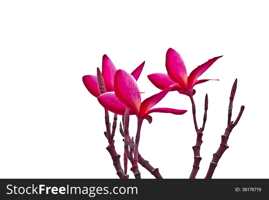 Pink Frangipani, Plumeria, Templetree,Thai flower at chonburi hailand