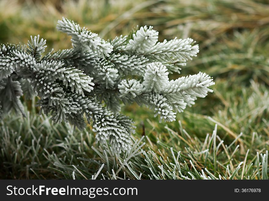 Pine tree covered by freezing fog