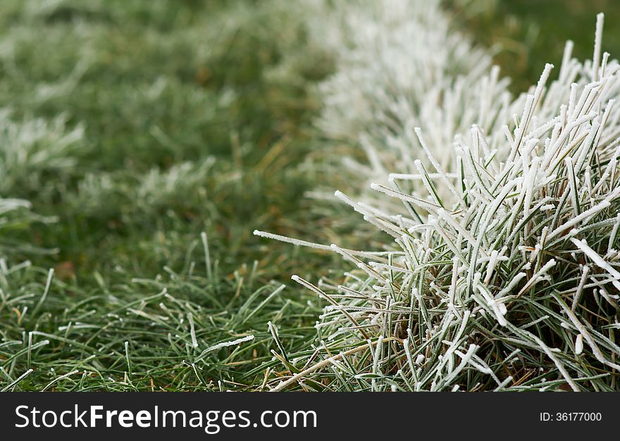 Green Grass And Freezing Fog