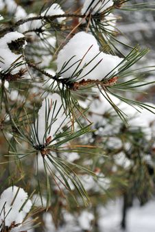 Snowy Pine Branches. Royalty Free Stock Photo Snowy Pine Branches. Royalty Free Stock Photo