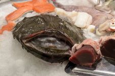 Fresh Monkfish Stock Photography Fresh Monkfish Stock Photography