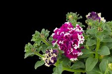 Petunia Royalty Free Stock Photography Petunia Royalty Free Stock Photography