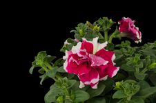 Petunia Stock Photo Petunia Stock Photo