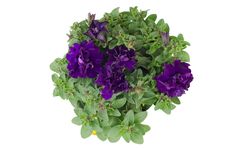 Petunia Royalty Free Stock Image Petunia Royalty Free Stock Image