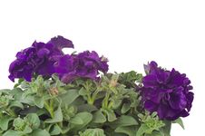 Petunia Stock Image Petunia Stock Image