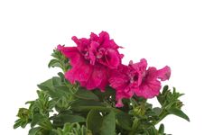 Petunia Royalty Free Stock Photo Petunia Royalty Free Stock Photo