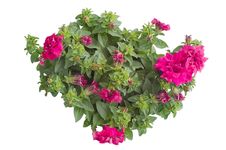 Petunia Royalty Free Stock Image Petunia Royalty Free Stock Image